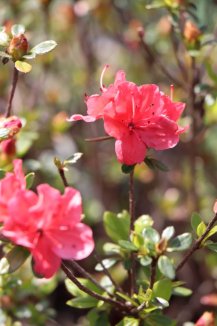 Azalka japonská 'Geisha Orange'Nelen pro zelen Azalea japonica 'Geisha Orange' v květu