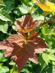 Kalina obecná Nelen pro zelen Viburnum opulus podzimní list