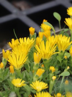 Delosperma nubigenum 'Lesotho' Kosmatec 'Lesotho' Nelen pro zelen květy Delosperma nubigenum 'Lesotho' Kosmatec 'Lesotho' Nelen pro zelen květy