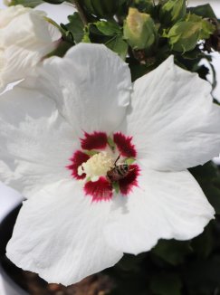 Hibiscus syriacus 'Red Heart' Ibišek syrský 'Red Heart' Nelen pro zelen květ Hibiscus syriacus 'Red Heart' Ibišek syrský 'Red Heart' Nelen pro zelen květ