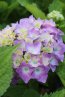 Hortenzie velkolistá 'Papoušek' Nelen pro zelen Hydrangea macrophylla 'Papoušek' květ