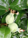 Chaenomeles x superba 'Jet Trail' Kdoulovec nádherný 'Jet Trail' Nelen pro zelen plody