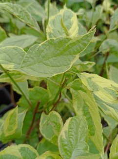 Cornus alba 'Spaethii' Svída bílá 'Spaethii' Nelen pro zelen listy