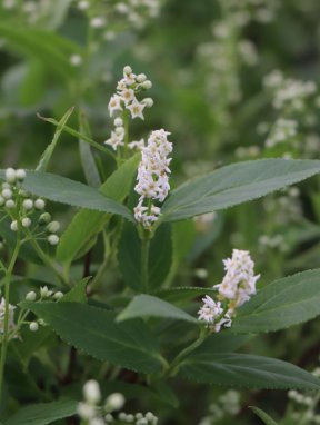 Deutzia gracilis Trojpuk štíhlý Nelen pro zelen květy