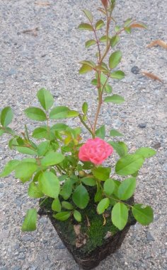 Rosa 'Lovely Fairy' Růže půdopokryvná 'Lovely Fairy' Nelen pro zelen sazenice QP