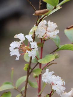 Lagerstroemia indica ´With Love® Virgin´ Lagerstroémie 'With Love® Virgin' Nelen pro zelen květy Lagerstroemia indica ´With Love® Virgin´ Lagerstroémie 'With Love® Virgin' Nelen pro zelen květy