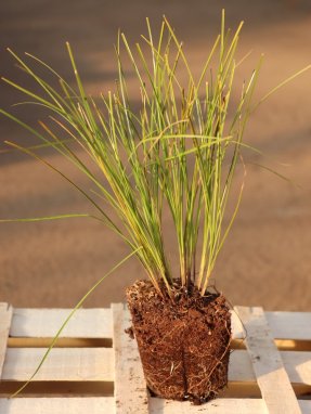Carex testacea ´Prairie Fire´ Ostřice 'Prairie Fire' Nelen pro zelen sazenice QP