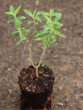 Caryopteris clandonensis 'Kew Blue' Ořechokřídlec clad. 'Kew Blue' Nelen pro zelen rašící QP