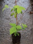 Rubus idaeus BELLA AROMATICA® Maliník Bella Aromatica ® Nelen pro zelen sazenice QP
