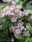 Mamota širokolistá 'Nani' Nelen pro zelen Kalmia latifolia 'Nani' květ