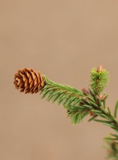 Picea abies´Pusch´ Smrk ztepilý 'Pusch' Nelen pro zelen šiška Picea abies´Pusch´ Smrk ztepilý 'Pusch' Nelen pro zelen šiška