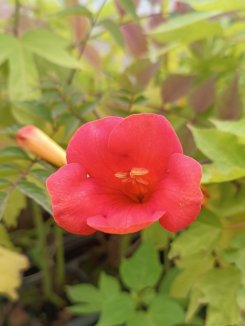 Campsis x tagliabuana ´Madame Galen´ Trubač Tagliabuanův 'Madame Galen' Nelen pro zelen květ Campsis x tagliabuana ´Madame Galen´ Trubač Tagliabuanův 'Madame Galen' Nelen pro zelen květ