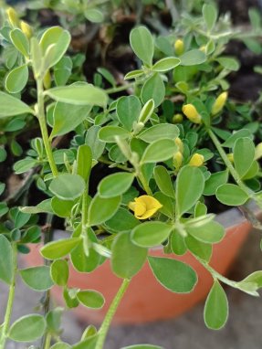 Cytisus decumbens ´Nana´ Čilimník rozložený 'Nana' Nelen pro zelen květy