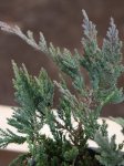 Juniperus horizontalis 'Blue Chip' Jalovec poléhavý 'Blue Chip' Nelen pro zelen detail
