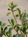 Azalka japonská Nelen pro zelen Azalea japonica list