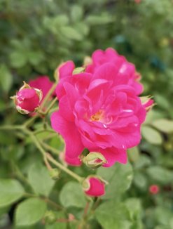 Rosa 'Pepina' Růže 'Pepina' Nelen pro zelen květ Rosa 'Pepina' Růže 'Pepina' Nelen pro zelen květ
