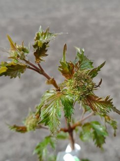 Viburnum sargentii 'Onondaga' Kalina sargentova 'Onondaga' Nelen pro zelen listy Viburnum sargentii 'Onondaga' Kalina sargentova 'Onondaga' Nelen pro zelen listy