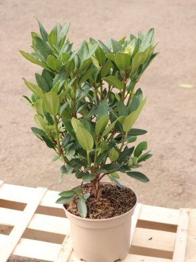 Rhododendron ´Graal Müritz´ Rododendron 'Graal Müritz' Nelen pro zelen kontej 2L