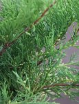 Juniperus x media 'Old Gold' Jalovec prostřední 'Old Gold' Nelen pro zelen detail