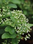 Pyracantha coccinea 'Mohave´ Hlohyně šarlatová 'Mohave' Nelen pro zelen poupata