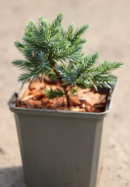 Jalovec šupinatý Nelen pro zelen Juniperus squamata rostlina