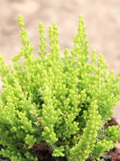 Calluna vulgaris 'Zeta' Vřes obecný 'Zeta' Nelen pro zelen detail Calluna vulgaris 'Zeta' Vřes obecný 'Zeta' Nelen pro zelen detail