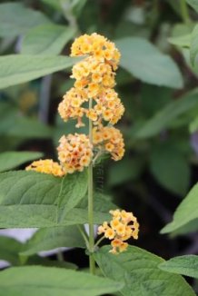 Komule Weyerova ´Sungold´ Nelen pro zelen Buddleja weyeriana ´Sungold´ květ