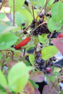 Jeřáb černoplodý Nelen pro zelen Aronia melanocarpa plody