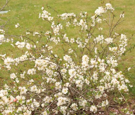 Chaenomeles x superba 'Jet Trail' Kdoulovec nádherný 'Jet Trail' Nelen pro zelen keř