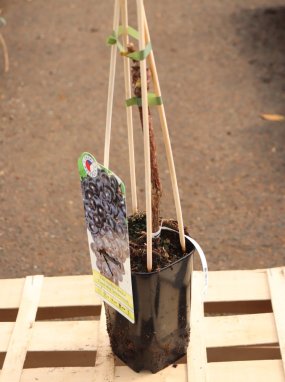 Vitis vinifera 'Attika' Vinná réva 'Attika' Nelen pro zelen kontej 2L