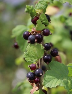 Ribes nigra 'Titania' Rybíz černý 'Titania' Nelen pro zelen dozrávající plody
