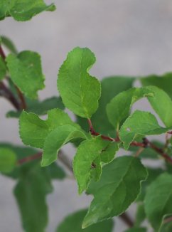 Prunus domestica ‘Gabrovská’ Švestka 'Gabrovská' Nelen pro zelen detail Prunus domestica ‘Gabrovská’ Švestka 'Gabrovská' Nelen pro zelen detail