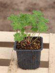 Geranium ´Johnson´s Blue´ Kakost 'Johnson's Blue' Nelen pro zelen rostlina h9x9