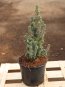 Picea glauca 'Sander´s Blue´ Smrk sivý zakrslý 'Sander's Blue' Nelen pro zelen kont 2L