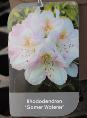 Rhododendron ´Gomer Waterer´ Rododendron 'Gomer Waterer' Nelen pro zelen etiketa
