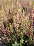 Calluna vulgaris 'Golden Angie' Vřes obecný 'Golden Angie' Nelen pro zelen detail