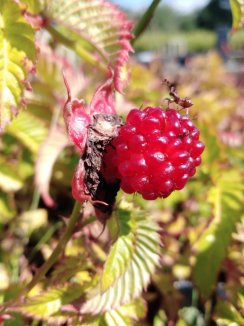 Malinojahoda Nelen pro zelen Rubus illecebrosus plod