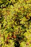 Skalník Dammerův Nelen pro zelen Cotoneaster dammeri list