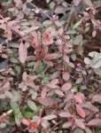 Pyracantha ccoccinea 'Red Column' Hlohyně šarlatová 'Red Column' Nelen pro zelen listy