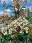 Photinia x fraseri ´Red Robin´ Blýskavka Fraserova 'Red Robin' Nelen pro zelen květy