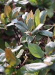 Lonicera japonica 'Chinensis´ Zimolez japonský 'Chinensis' Nelen pro zelen listy