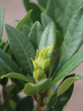 Rhododendron ´Graal Müritz´ Rododendron 'Graal Müritz' Nelen pro zelen pupen