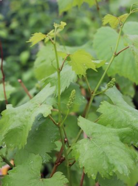 Vitis vinifera 'Regent' Vinná réva 'Regent' Nelen pro zelen listy