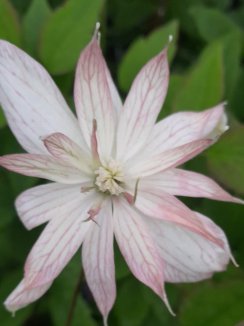 Clematis montana 'Broughton Star´ Plamének horský 'Broughton Star' Nelen pro zelen květy Clematis montana 'Broughton Star´ Plamének horský 'Broughton Star' Nelen pro zelen květy