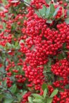 Hlohyně šarlatová 'Red Column' Neleň pro zeleň Pyracantha coccinea 'Red Column' plody