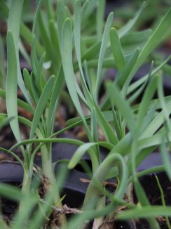 Česnek okrasný Nelen pro zelen Allium list