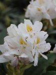 Rododendron Nelen pro zelen Rhododendron květ