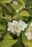 Philadelsphus inodorus var. Grandiflorus Pustoryl nevonný var. Grandiflorus Nelen pro zelen detail květu