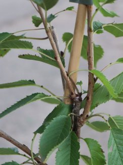 Prunus avium 'Karešova' Třešeň 'Karešova' Nelen pro zelen detail Prunus avium 'Karešova' Třešeň 'Karešova' Nelen pro zelen detail