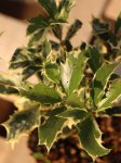 Osmathus heterophyllus ´Variegatus´ Vonokvětka různolistá 'Variegatus' Nelen pro zelen detail